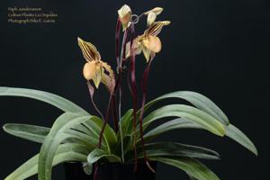 Paphiopedilum sanderianum