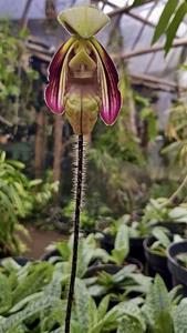 Paphiopedilum sangii