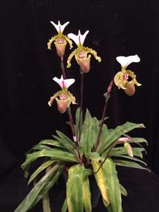 Paphiopedilum spicerianum