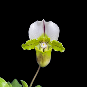 Paphiopedilum spicerianum