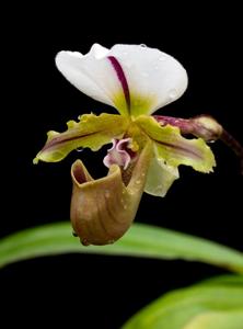 Paphiopedilum spicerianum