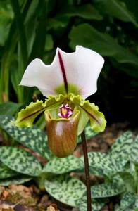 Paphiopedilum spicerianum