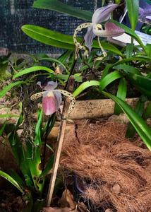 Paphiopedilum stonei