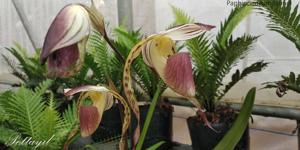 Paphiopedilum stonei