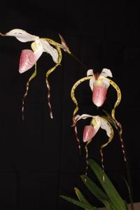 Paphiopedilum stonei