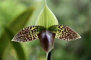 Paphiopedilum sukhakulii