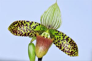 Paphiopedilum sukhakulii