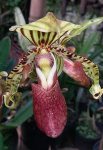 Paphiopedilum supardii