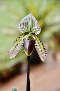 Paphiopedilum superbiens