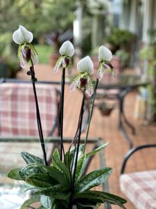 Paphiopedilum superbiens