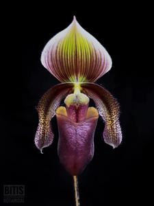 Paphiopedilum superbiens