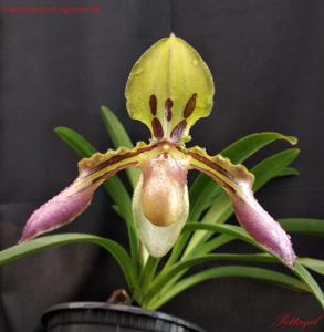 Paphiopedilum tigrinum