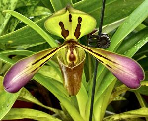 Paphiopedilum tigrinum