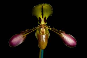 Paphiopedilum tigrinum