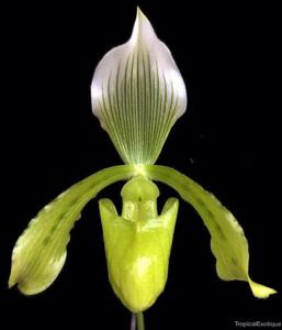 Paphiopedilum tonsum