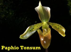 Paphiopedilum tonsum