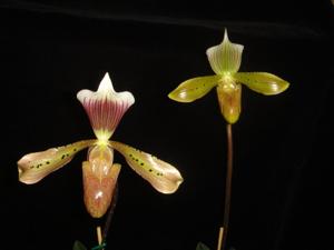 Paphiopedilum tonsum