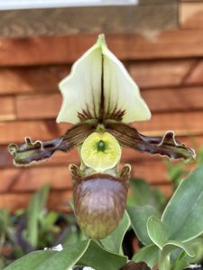 Paphiopedilum tranlienianum