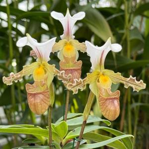 Paphiopedilum tranlienianum