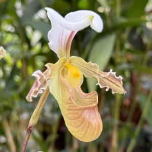 Paphiopedilum tranlienianum