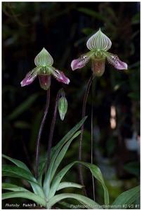 Paphiopedilum urbanianum