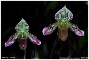 Paphiopedilum urbanianum