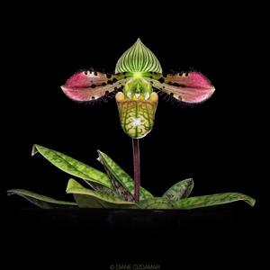 Paphiopedilum venustum