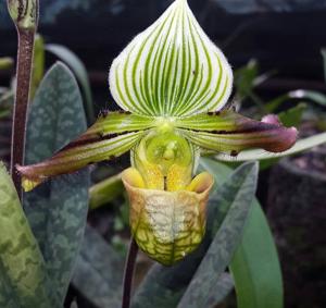 Paphiopedilum venustum