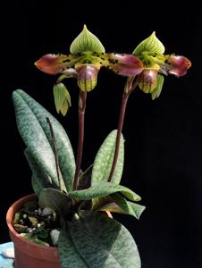 Paphiopedilum venustum