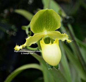 Paphiopedilum victoria-regina