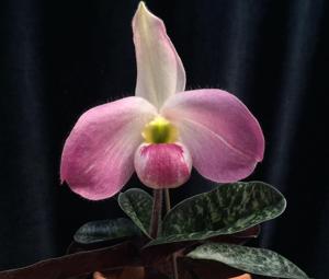 Paphiopedilum vietnamense