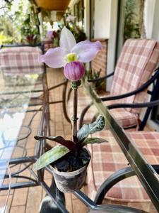 Paphiopedilum vietnamense