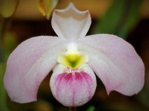 Paphiopedilum vietnamense