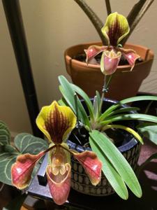 Paphiopedilum villosum