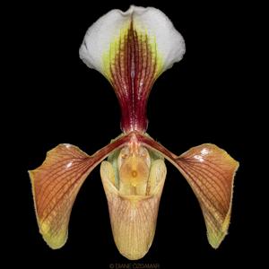 Paphiopedilum villosum