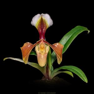 Paphiopedilum villosum