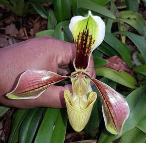 Paphiopedilum villosum