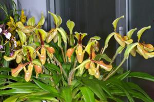 Paphiopedilum villosum