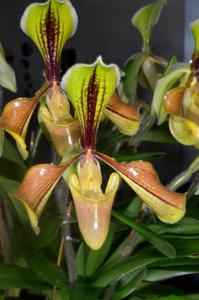 Paphiopedilum villosum