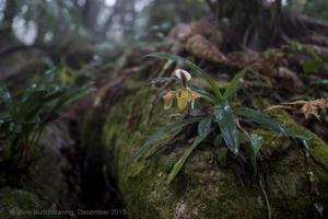 Paphiopedilum villosum