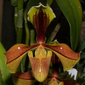 Paphiopedilum villosum