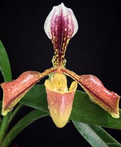 Paphiopedilum villosum var. annamense