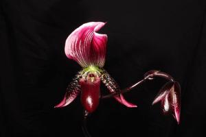 Paphiopedilum viniferum