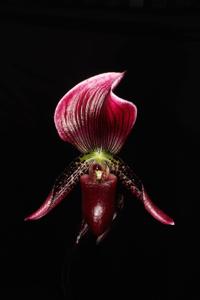 Paphiopedilum viniferum