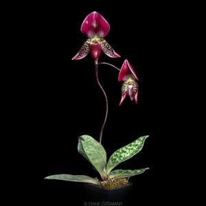 Paphiopedilum viniferum