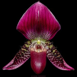 Paphiopedilum viniferum