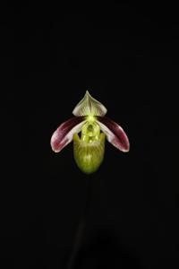 Paphiopedilum violascens