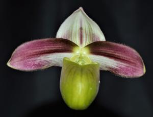 Paphiopedilum violascens