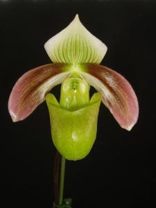 Paphiopedilum violascens