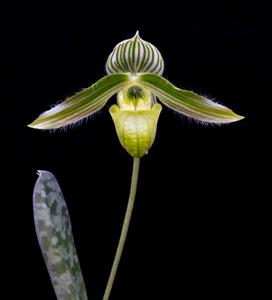 Paphiopedilum wardii